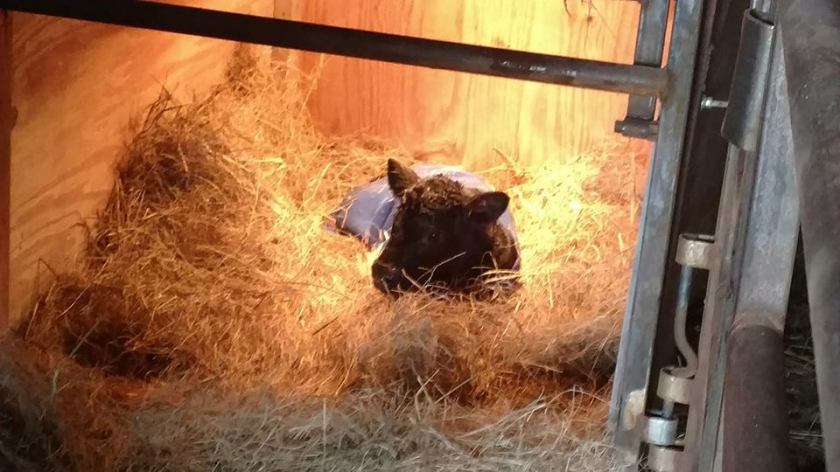 28377566_10215499290010452_5814024485002043417_n